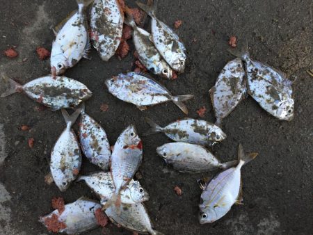 アジ48匹、ヒイラギ17匹、フグ1匹