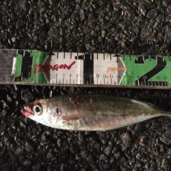 良型アジ含む20匹