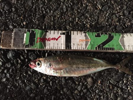 良型アジ含む20匹