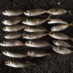 アジ良型（27㎝）を含む20匹