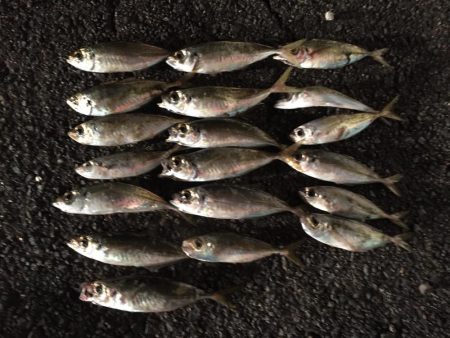 アジ良型（27㎝）を含む20匹