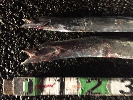 タチウオ2匹、アジ8匹