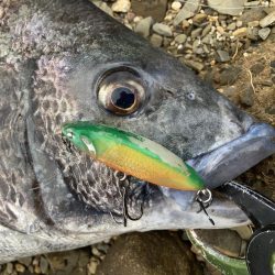 A.P.P フィッシングガイドサービス　