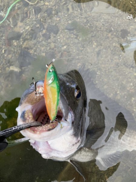 A.P.P フィッシングガイドサービス