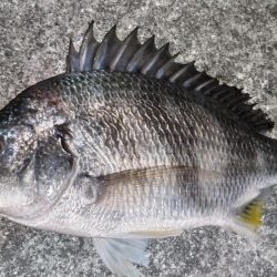 オールイエロー(笑)