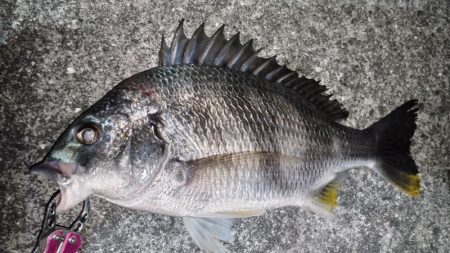 オールイエロー(笑)