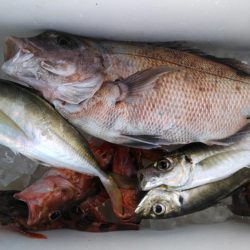 泉州丸 釣果