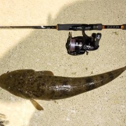 今期初のチニング