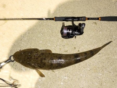 今期初のチニング