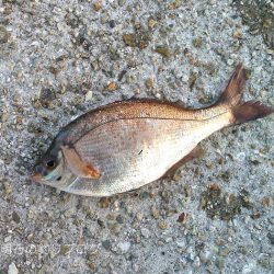 ファミリーフィッシング