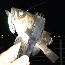 シーバスが邪魔をして、1匹だけ