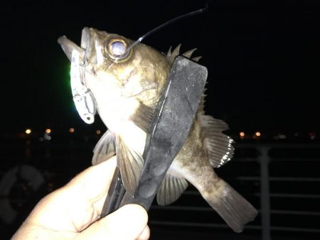 シーバスが邪魔をして、1匹だけ