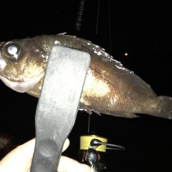 急遽メバル狙い