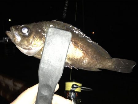 急遽メバル狙い