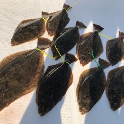 Magic(マジック) 釣果