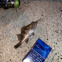 メバルプラッキング⑦