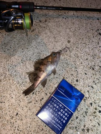 メバルプラッキング⑦