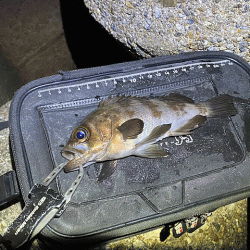 東二見人口島メバル爆釣！