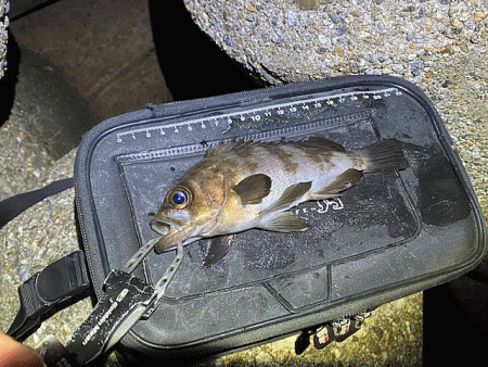 東二見人口島メバル爆釣！