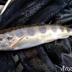 解禁直後はよく釣れる！