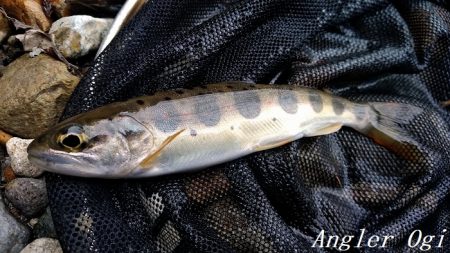 解禁直後はよく釣れる！