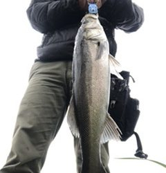 シーバスやっと釣れた。