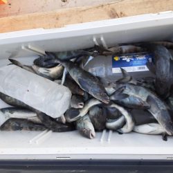 佐渡便五目ジギング