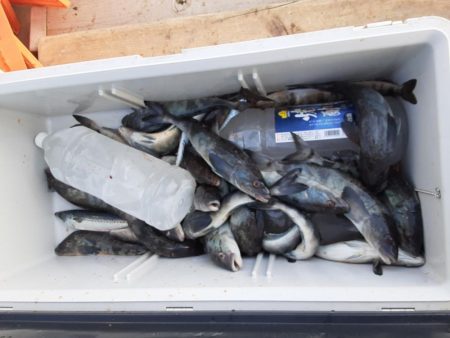 佐渡便五目ジギング