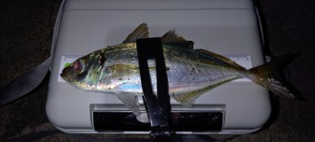 またまたアジが釣りたくて