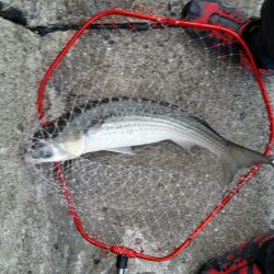 久しぶりのプチsalt water game