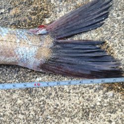 シーバス &チヌ