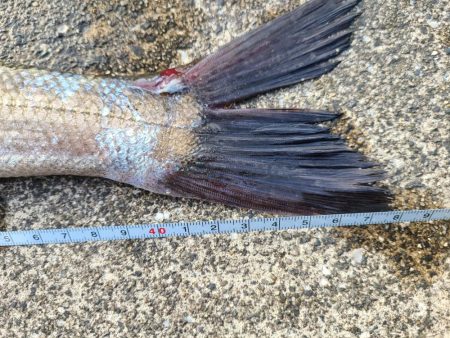 シーバス &チヌ