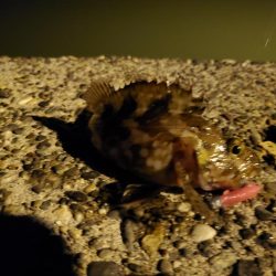 出張先にて港調査