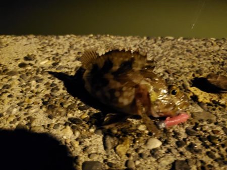 出張先にて港調査