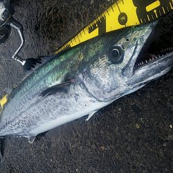 サワラが出た!!