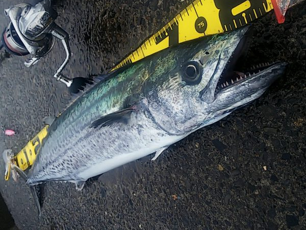 サワラが出た!!