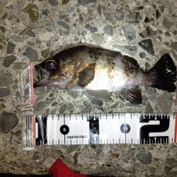 ナイスサイズなメバルとチヌ