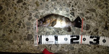 ナイスサイズなメバルとチヌ