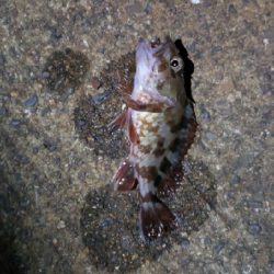 久しぶりの釣行