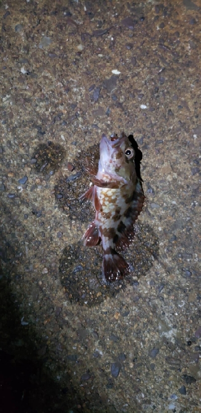 久しぶりの釣行