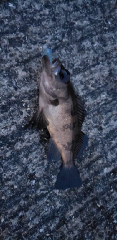 アジいるかな？