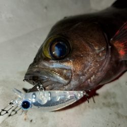 今年もこの季節がやってきましたよ！