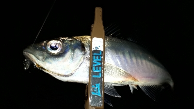 タイミングよく、ツ抜け