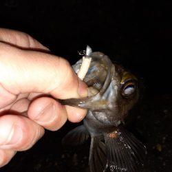 今日もメバリング