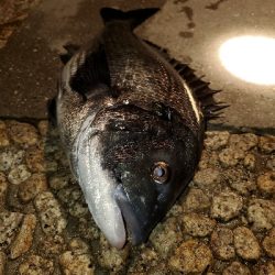 歳無し出ました❗