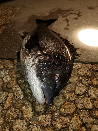 歳無し出ました❗