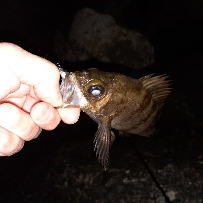 はじめてのフロートリグ