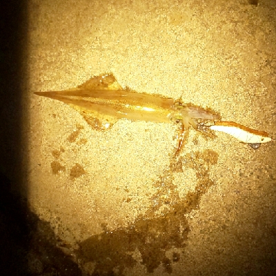 回遊メバルと回遊ヤリ