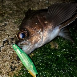 オリカラで春爆！