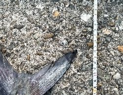 サワラと呼んでいいかな?